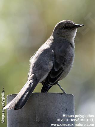 Northern Mockingbird male adult breeding