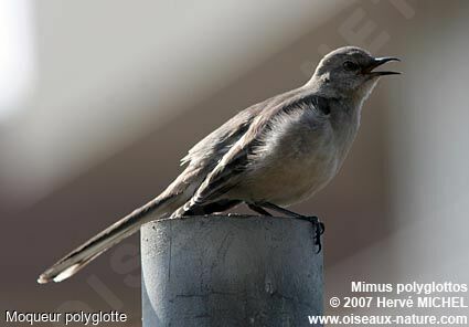 Northern Mockingbird male adult breeding