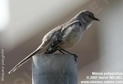 Northern Mockingbird male