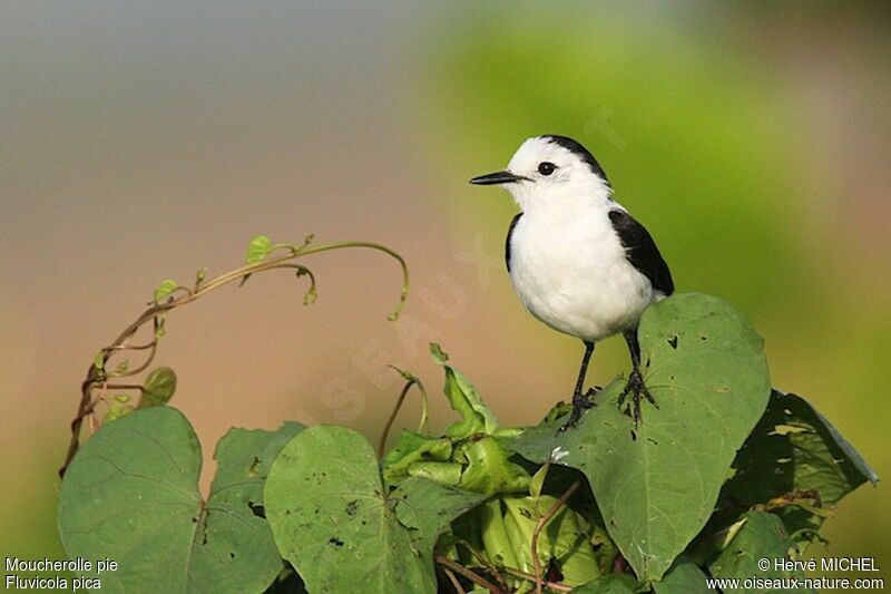 Pied Water Tyrant male adult, identification