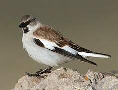 White-winged Snowfinch