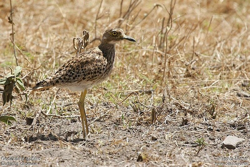 Spotted Thick-knee female adult