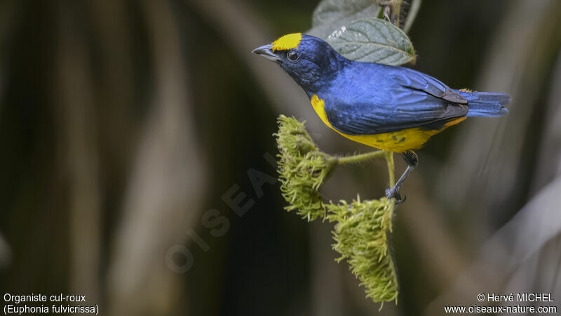Fulvous-vented Euphonia male