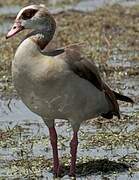 Egyptian Goose