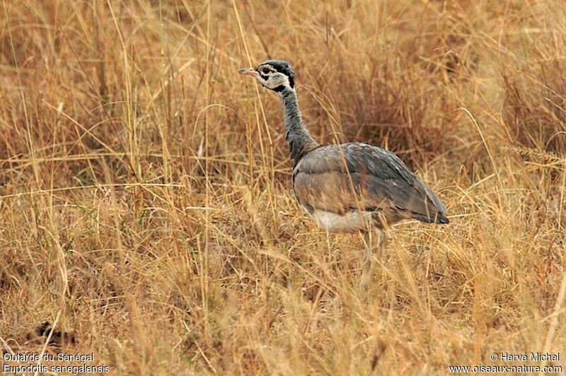 White-bellied Bustard male adult