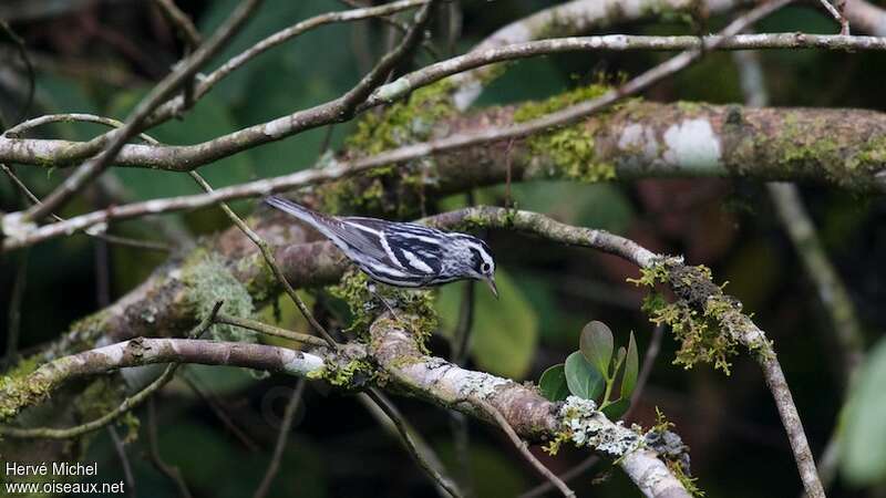 Black-and-white Warbler male adult post breeding, habitat
