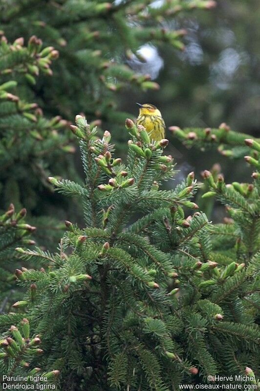 Cape May Warbler male adult breeding
