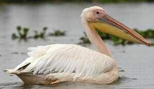 Great White Pelican