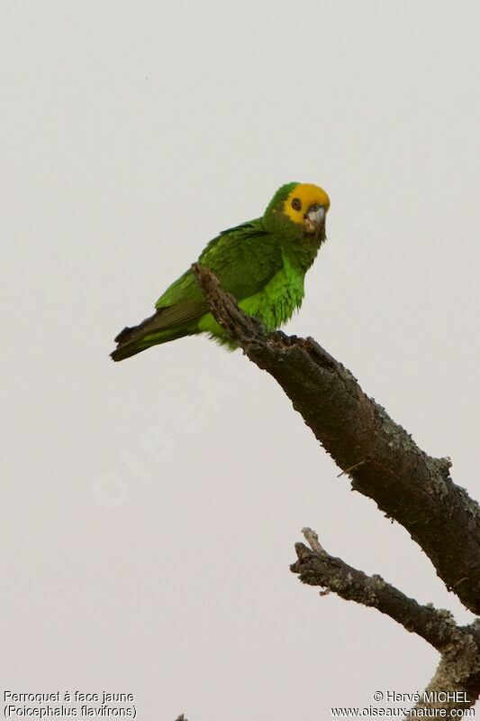 Yellow-fronted Parrot