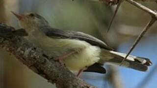 Buff-bellied Warbler