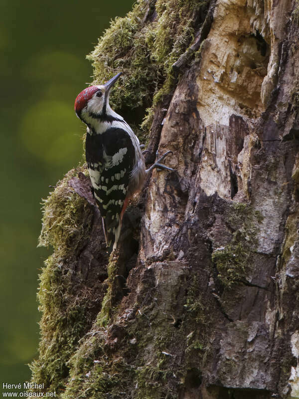 White-backed Woodpecker male adult breeding, habitat, Reproduction-nesting