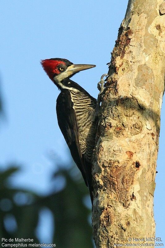 Crimson-crested Woodpecker female adult, identification