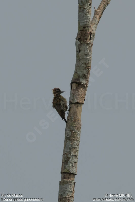 Gabon Woodpecker female