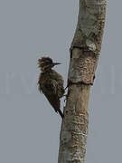 Gabon Woodpecker