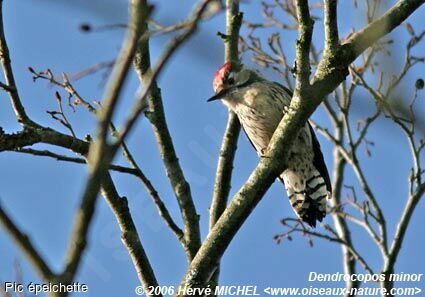 Lesser Spotted Woodpecker male adult breeding