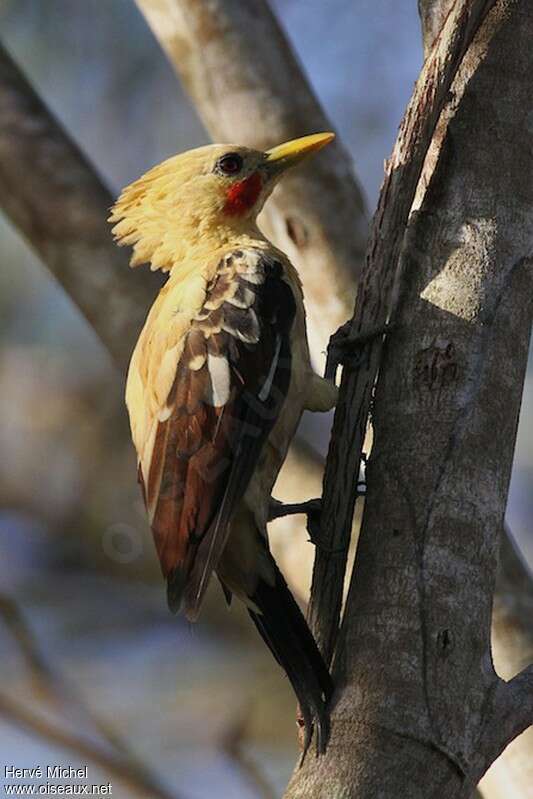 Cream-colored Woodpecker male adult, identification