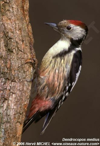 Middle Spotted Woodpeckeradult