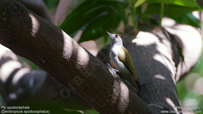 Eastern Grey Woodpecker male