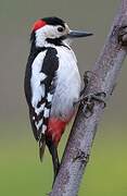Syrian Woodpecker