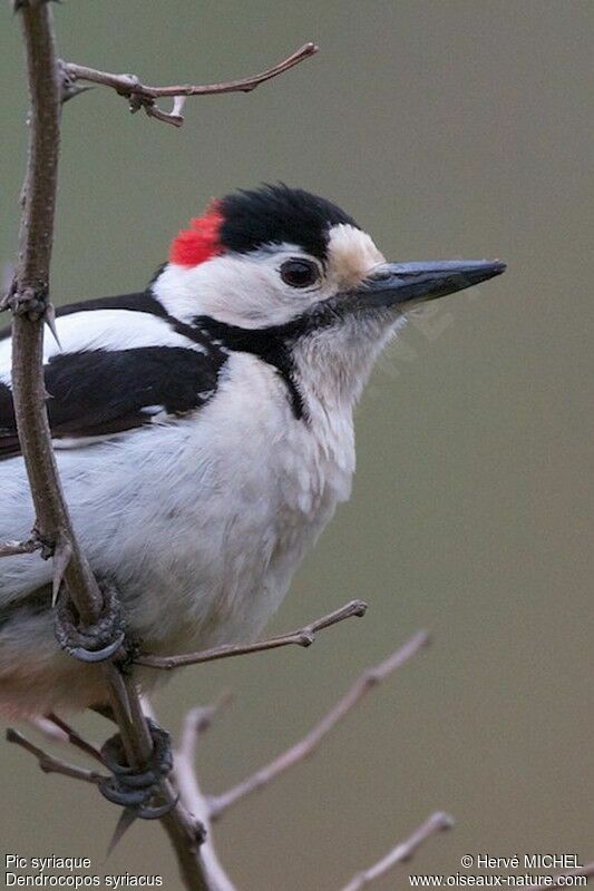 Syrian Woodpecker male adult breeding