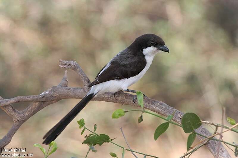 Long-tailed Fiscal female adult, identification