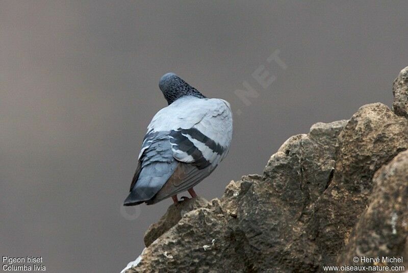 Pigeon bisetadulte, identification