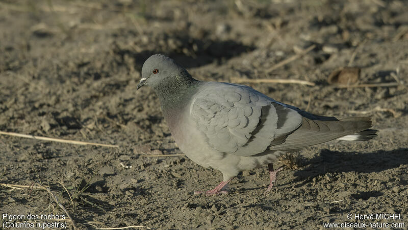 Hill Pigeon male adult