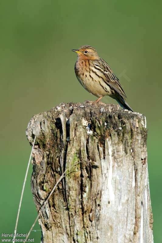 Red-throated Pipit male adult breeding, aspect, pigmentation