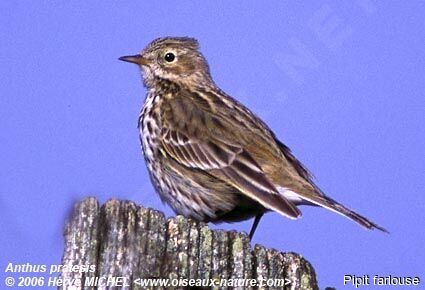 Meadow Pipit male adult breeding