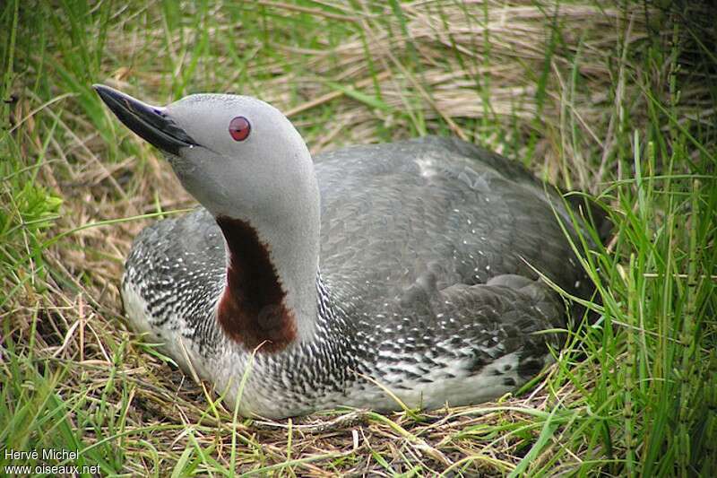 Red-throated Loon female adult breeding, close-up portrait, Reproduction-nesting
