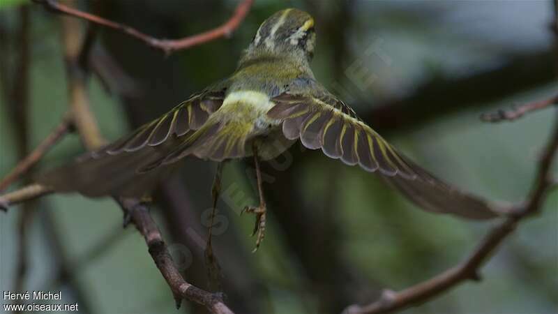 Pallas's Leaf Warbler, aspect, pigmentation, Flight