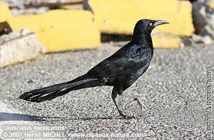 Great-tailed Grackle male adult breeding