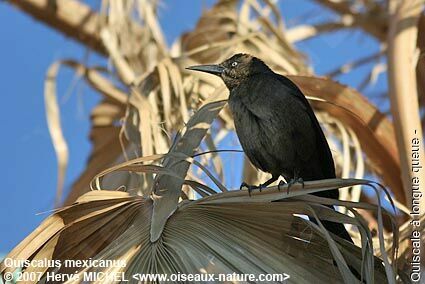 Great-tailed Grackle female adult breeding