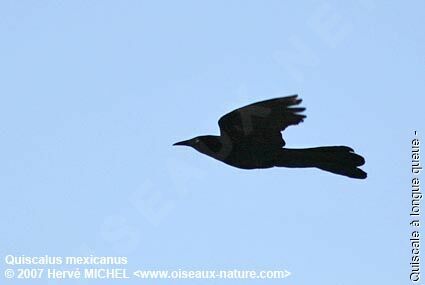 Great-tailed Grackle male adult breeding