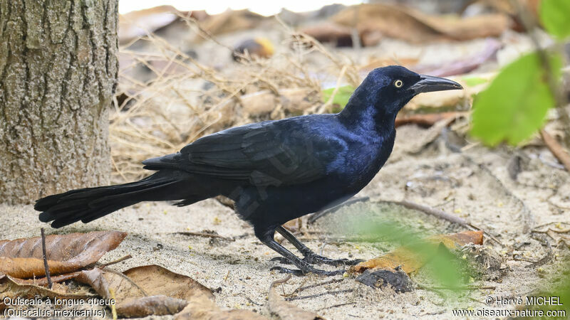 Great-tailed Grackleadult