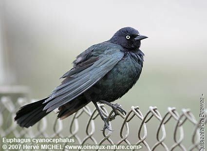 Brewer's Blackbird male adult breeding