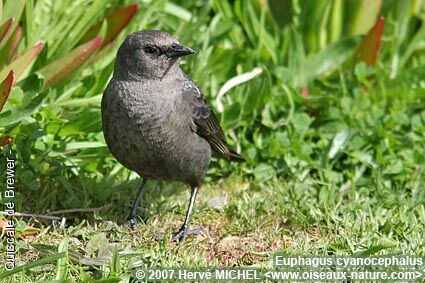 Brewer's Blackbird female adult breeding