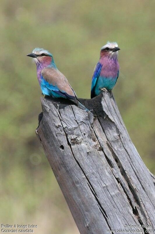 Lilac-breasted Roller adult