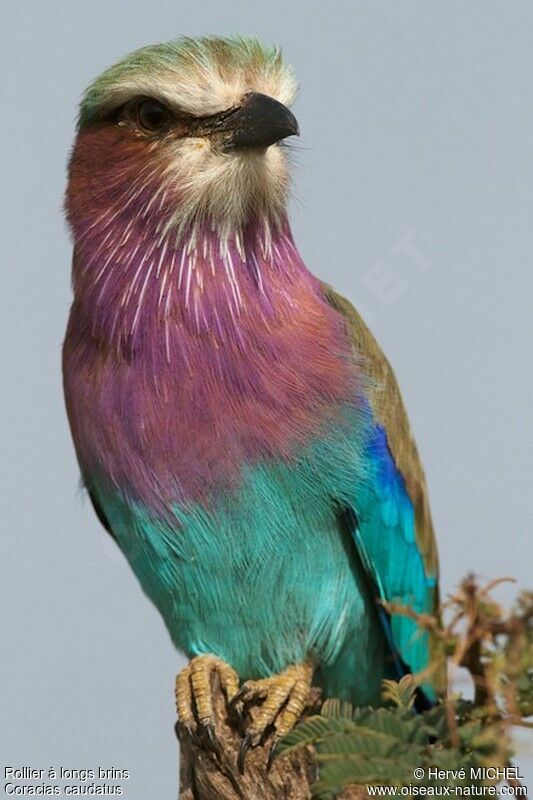 Lilac-breasted Rolleradult