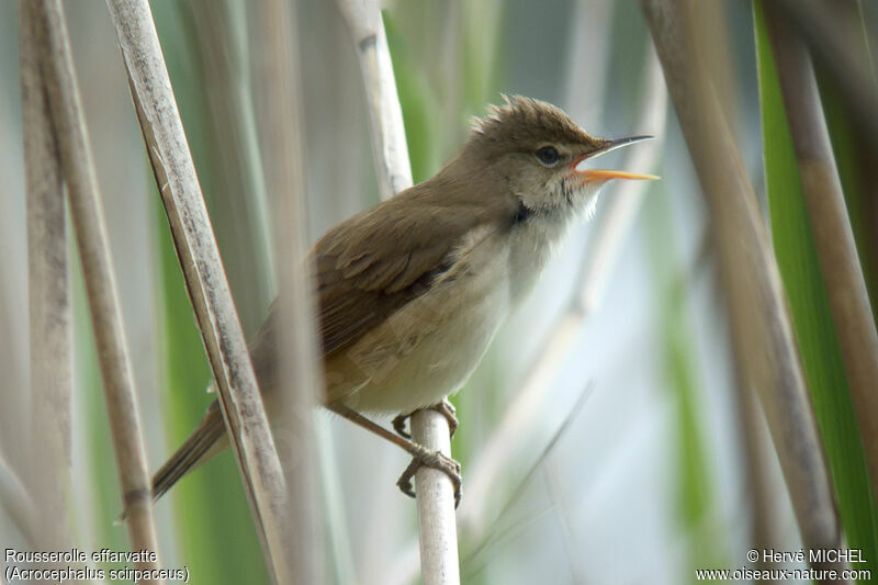 Common Reed Warbler male adult breeding