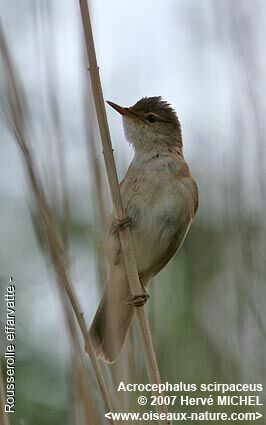 Common Reed Warbler male adult breeding