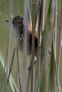 Paddyfield Warbler