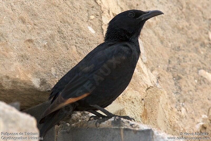 Tristram's Starling male adult, identification