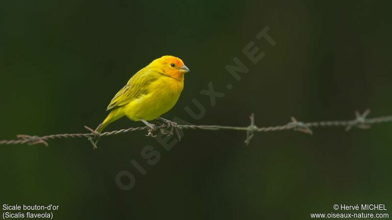 Saffron Finch male