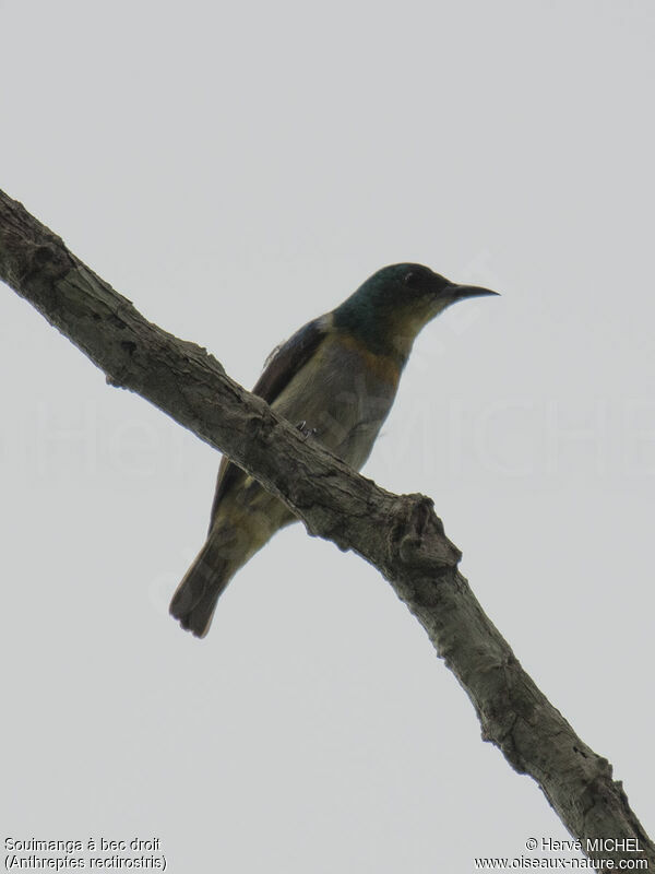 Yellow-chinned Sunbird male