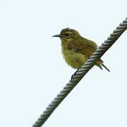 Collared Sunbird