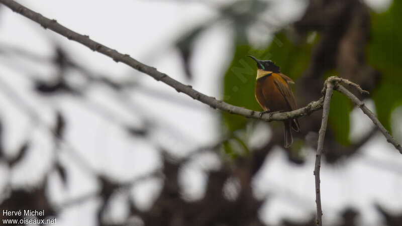 Buff-throated Sunbird male adult breeding, habitat, camouflage
