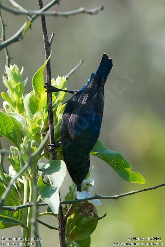Purple Sunbird male adult breeding