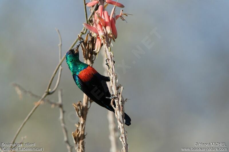 Shining Sunbird male adult breeding