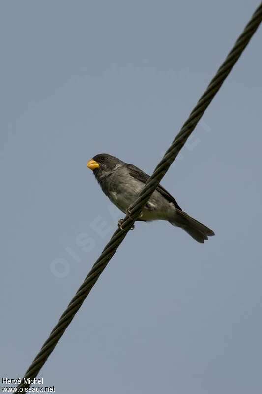Slate-colored Seedeater male adult, identification
